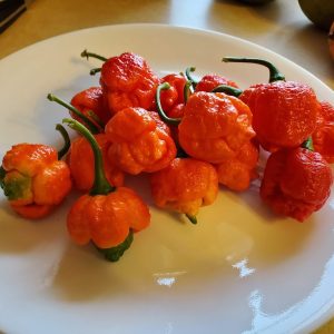 7 Pot Brainstrain Scoprion Chili Pepper