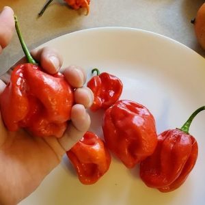 Big Red Scotch Bonnet Seedling