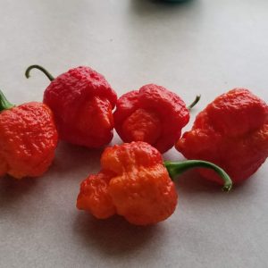 Carolina Reaper Seedling