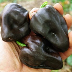 Chilhuacle Negro Seedling