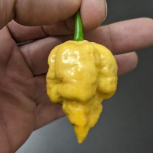 Golden Reaper Seedling