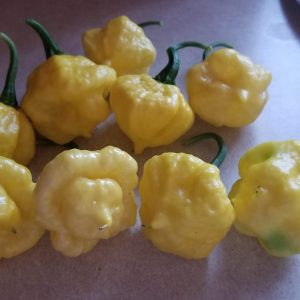 KS Lemon Starrburst Seedling