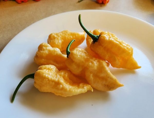 Peach Ghost Bhut Jolokia Scorpion Pepper