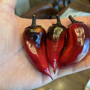 Purple Tiger Jalapeno Seedling