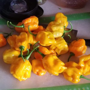 Yellow Moruga Scorpion Seedling