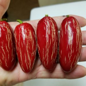 Zapotec Jalapeno Seedling