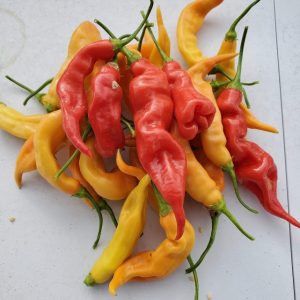 Sugar Rush Red Pepper Seedlings