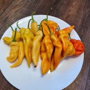Sugar Rush Peach Pepper Seedling