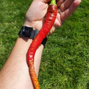 Cayenne Pepper Seedling
