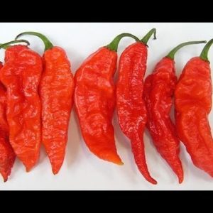Bhut Jolokia "Ghost" Pepper Seedling