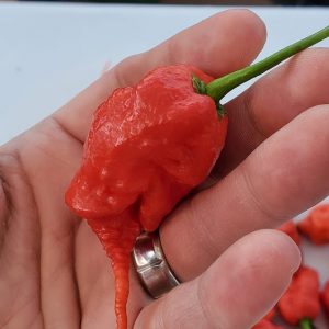 Primotali Pepper Seedling