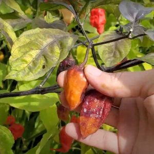 Bhut X Neyde Pepper Seedling